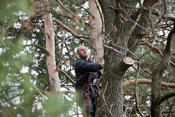 Best Root Management and Removal  in St Matthews, SC